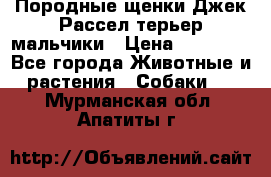 Породные щенки Джек Рассел терьер-мальчики › Цена ­ 40 000 - Все города Животные и растения » Собаки   . Мурманская обл.,Апатиты г.